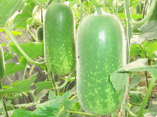 爆料吃瓜产品图片高清,高清爆料吃瓜产品图片大揭秘