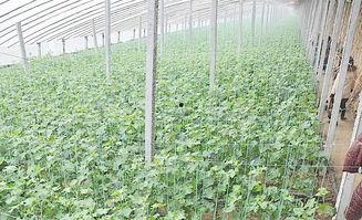 吃瓜群爆料大棚图片高清,高清图片下的农业秘密大曝光