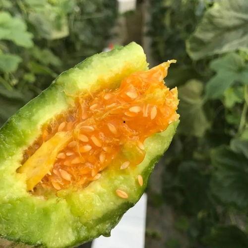 网红爆料吃瓜头像高清,吃瓜头像高清解析，揭秘网红圈流行趋势